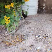 مورغ‌و‌خروس‌شرته‌سالم‌وبدون‌عیب|حیوانات مزرعه|اهواز, کیانشهر|دیوار