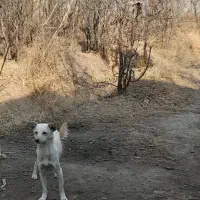 اشپیتز رایگان|سگ|تبریز, |دیوار