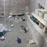 کبوتر|پرنده|کشکوئیه, |دیوار