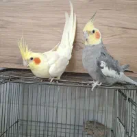 عروس نرو ماده