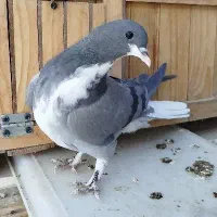 سه عدد دمگیر خرقه|پرنده|برخوار, |دیوار