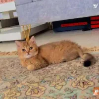 بچه‌گربه های نژاد اصیل