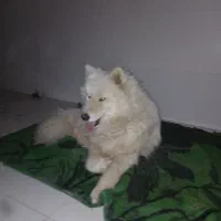 سگ نژاد سامویید