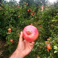فروش محصول انار نوبر کوهمره سرخی