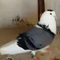 طوق پشت سبز گمشده