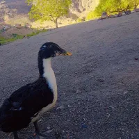 اردک|حیوانات مزرعه|کاشمر, |دیوار