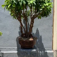 بنسای درخت گیاه