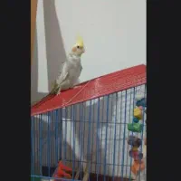 عروس هلندی نر تقریبا دستی