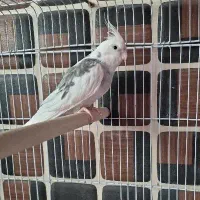عروس هلندی آلبینو نر کینگ سایز با قفس