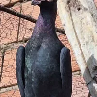 کلاغ سیستان کفتر سیستان