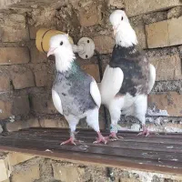 پشت سبز|پرنده|تهران, دولتخواه جنوبی|دیوار