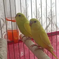 جوجه مرغ عشق زرد خوشرنگ آماده دستی کردن