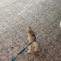 سگ پامر روباهی|سگ|بیستون, |دیوار