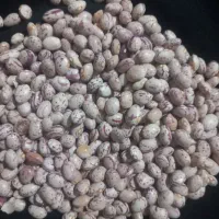 ۲۴۰ ‌کیلو لوبیا