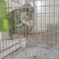 دو جفت گرینچیک مولد