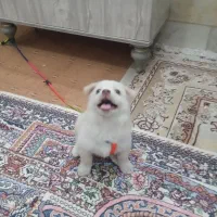 سگ اپارتمانی|سگ|بروجرد, |دیوار