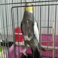 عروس هلندی نر سخنگو|پرنده|پاکدشت, پاکدشت (مامازند)|دیوار