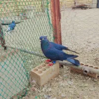 گرفتنی|پرنده|خرمشهر, |دیوار