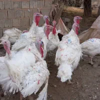 بوقلمون سفید صد درصد طبیعی