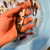 سوپر کوی دلفینی ماهی|ماهی|تهران, اسکندری|دیوار