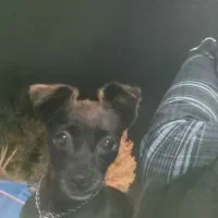 سگ گم شده درشهرک صنعتی بم