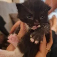 گربه