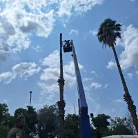 قطع درخت|خدمات باغبانی و درختکاری|گنبد کاووس, |دیوار