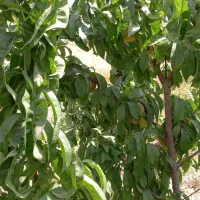 ۸۰۰متر باغ سند ۶دنگ تک برگ