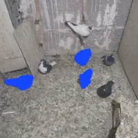 ۴ عدد کفتر صید