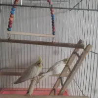 عروس هلندی|پرنده|خمینیشهر, |دیوار