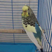 مرغ عشق یلو فیس رینبو و دبل فکتور|پرنده|قم, زند آباد|دیوار