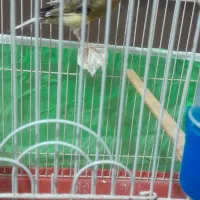 قناری نر مست بخون شلاقی به شرط خوندن|پرنده|پاکدشت, پاکدشت (مامازند)|دیوار