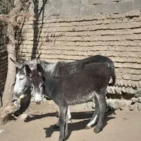 الاغ ماده ۵سال باکره ۳ماهه