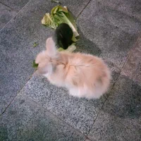 واگذاری رایگان خرگوش|موش و خرگوش|ایذه, |دیوار