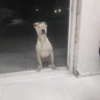 توله سگ پیتپول