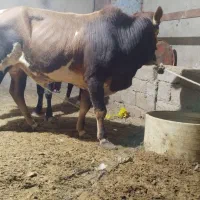 گوساله چاق نر|حیوانات مزرعه|زهک, |دیوار