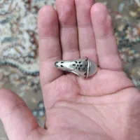 انگشتر|کلکسیون اشیاء عتیقه|سنندج, |دیوار