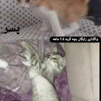 گربه