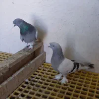 کبوتر ترکیه