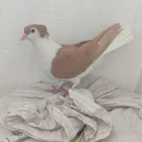 کفتر|پرنده|لنجان, |دیوار