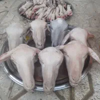 جیگر وکله پاچه|خوردنی و آشامیدنی|شیروان (خراسان), |دیوار