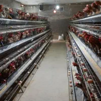 مرغ محلی خروس محلی|حیوانات مزرعه|مرودشت, محمد آباد|دیوار