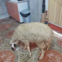 فروش و خرید گوسفند