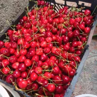گیلاس