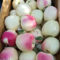 توزیع درخت سیب عروس گلدانی