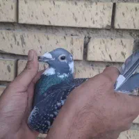 نر جان آردن