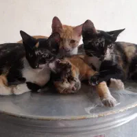 واگذاری بچه گربه رایگان