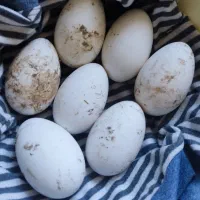 تخم غوغاز و بوقلمون