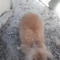 خرگوش لوپ خونگی