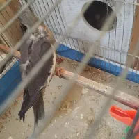 عروس علندی مولد